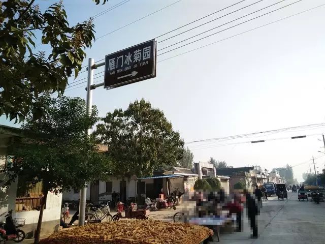 如何找到云臺(tái)冰菊？怎樣找到云臺(tái)冰菊？